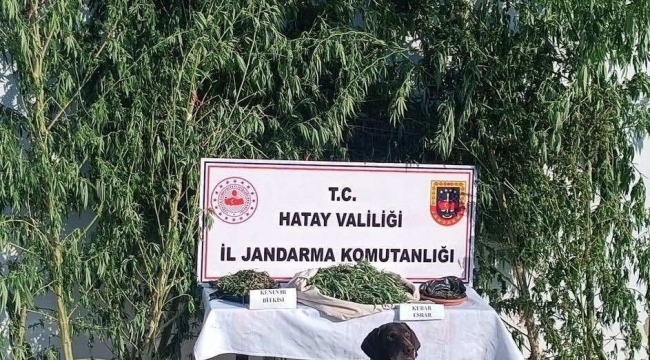 Jandarma 4 kilo esrar, 105 kök Hint keneviri ele geçirdi