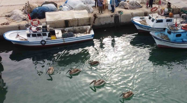 Mersin'de 5 pelikan balıkçı barınağında mola verip balık avladı