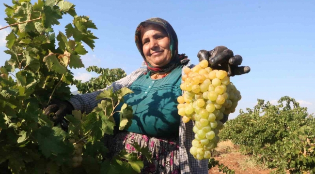 Sıcak havanın rekolteyi etkilediği üzümün tarla fiyatı: 12 TL