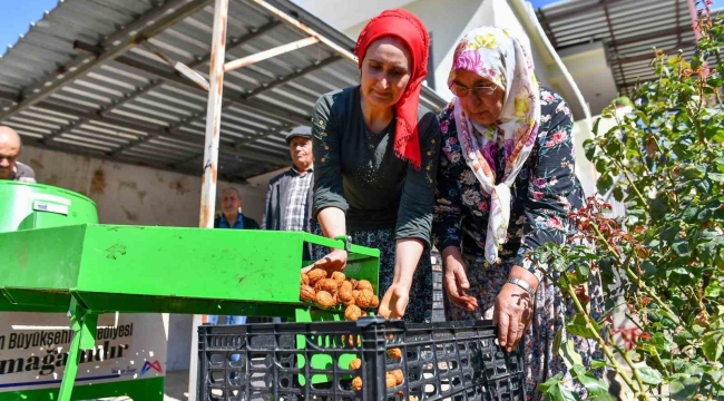 Silifkeli ceviz üreticilerinin kabuk soyma derdi sona erdi