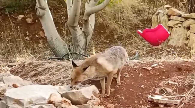 Tilkiye çocukları gibi baktılar