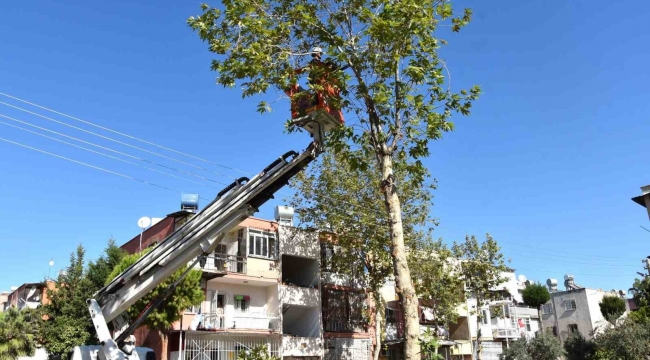 Toroslar Belediyesinden ağaçlara kış bakımı