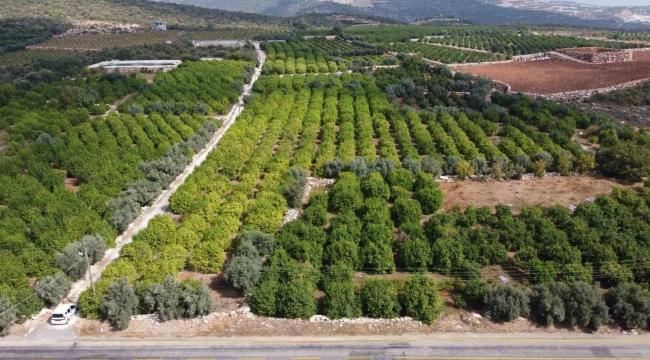 Üreticinin umudu depoluk limonda