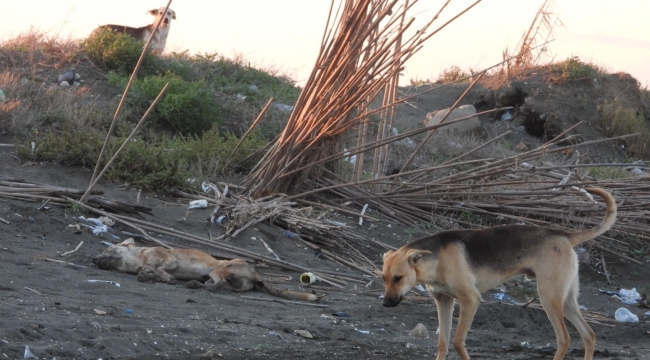 'Köpeği bilerek ezdi' iddiası