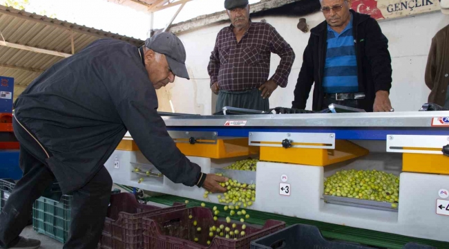 Boylama makinesi zeytin üreticisinin yüzünü güldürüyor