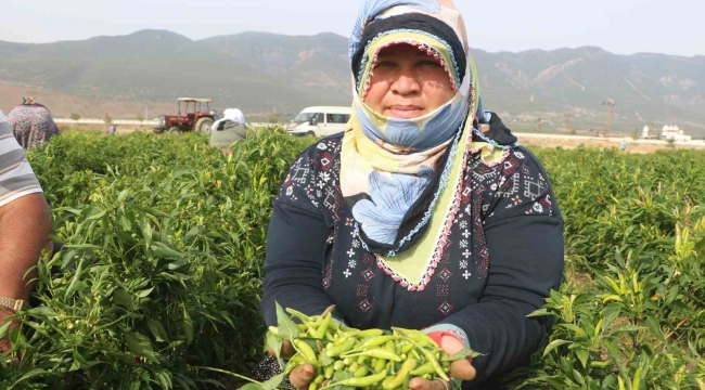 Deprem kentinde 'en acı' hasat