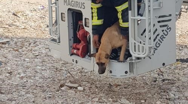 Hasarlı binada mahsur kalan köpek kurtarıldı