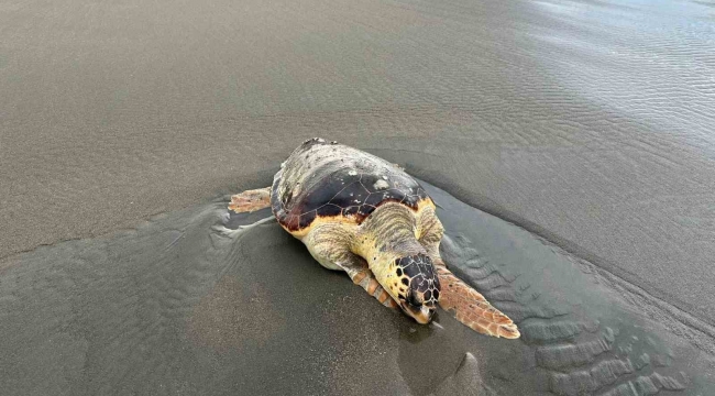 Hatay'da ölü caretta caretta sahile vurdu