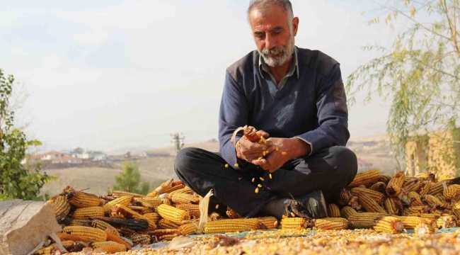 Kahramanmaraş'ta mısır hasadı sona erdi