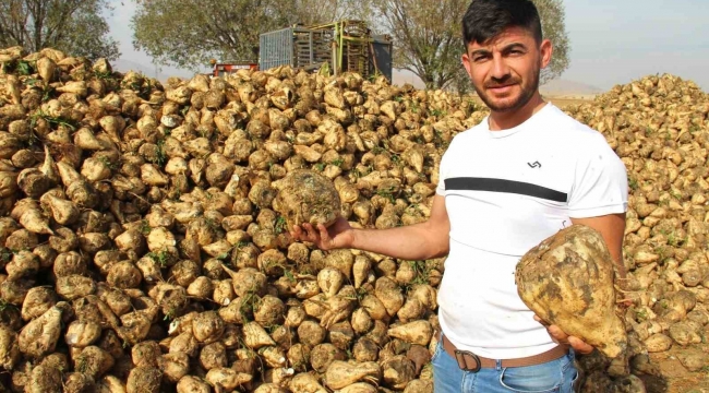 Kahramanmaraş'ta şeker pancarı hasadı başladı