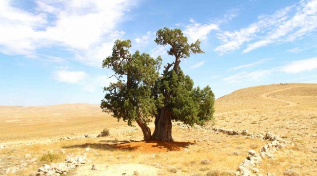 Kahramanmaraş'ta yalnız ardıç ağacı