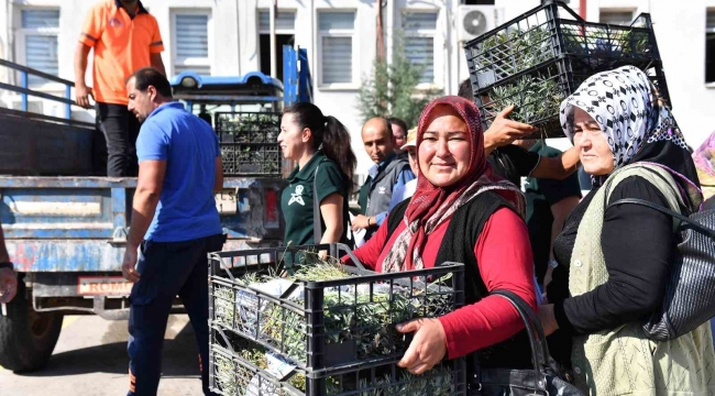 Silifkeli üreticilere lavanta fidesi dağıtıldı