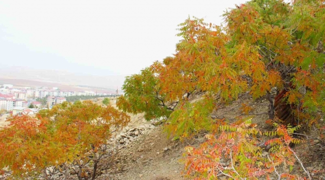 Sofraların vazgeçilmesi sumak ekşisi Kahramanmaraş'ta yapılmaya başlandı