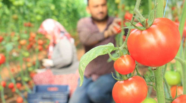 Türkiye'nin üretim merkezi Mersin'de örtü altı domateste hasat başladı