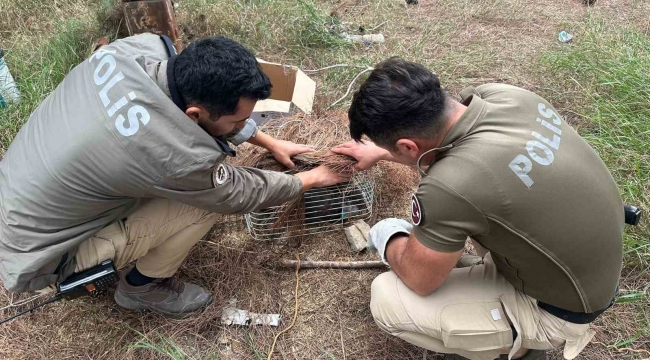 Tuzağa takılan 'bayağı çakır' kuşunu polis kurtardı