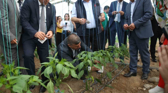 Üreticilerin korkulu rüyasına karşı biyolojik mücadele başladı