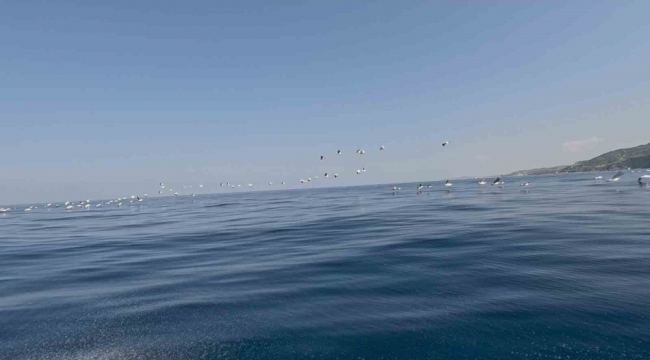 Yüzlerce pelikan göç yolculuğunda havadan görüntülendi