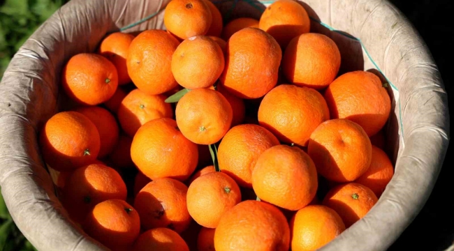 Adana'da mandalina yüz güldürüyor