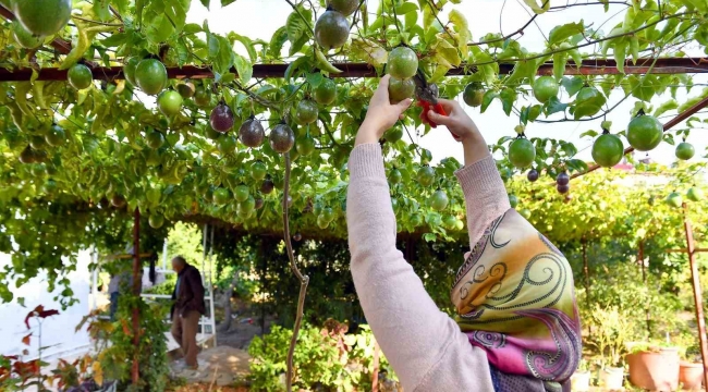 Anamur'da passiflora hasadı başladı