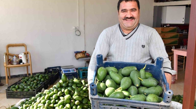 Avokado üreticileri hasat yaptı