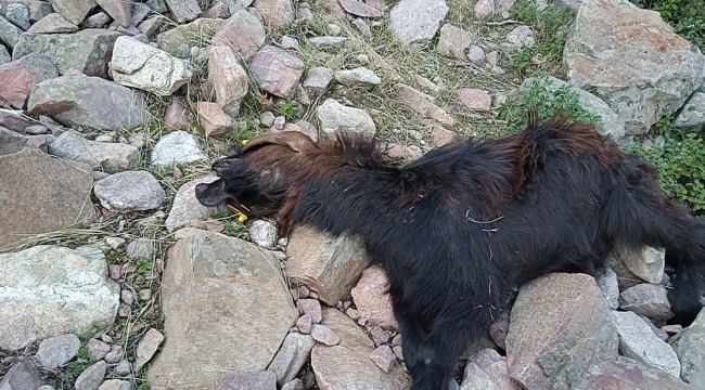 Depremde telef olan hayvanlarının yerine aldığı hayvanları kurt saldırısıyla telef oldu