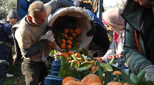 Depremzede mandalina üreticisine Hatay Valisi'nden destek