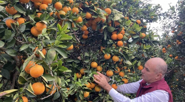 Hasat başladı: Türkiye'nin portakal üretiminin yüzde 50'sini Doğu Akdeniz karşılıyor