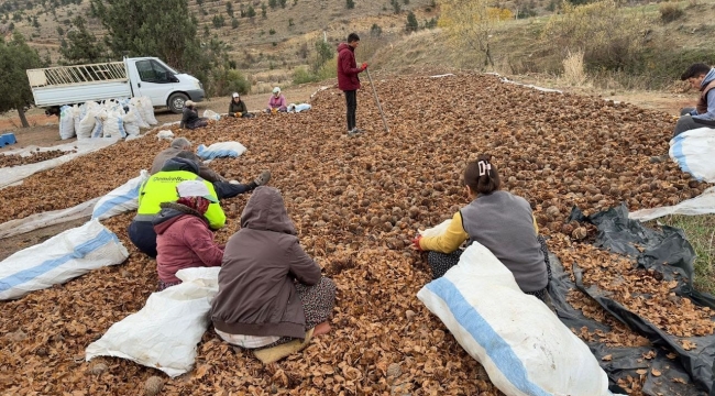 Mersin'de yanan 20 hektarlık orman 6,5 ton sedir tohumu ile yeniden canlanacak