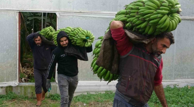 Muzda hasat sezonu başladı, bahçede 16-18 TL