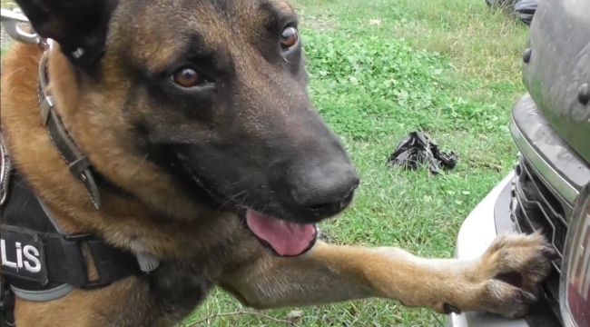 Narkotik köpeği "Poyraz" ayın birincisi seçildi