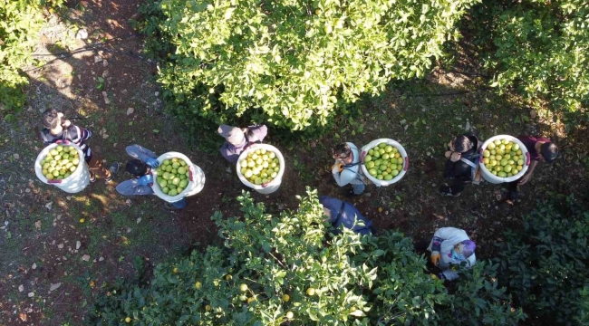 Tescilli Lamas limonunda hasat 5 TL ile başladı