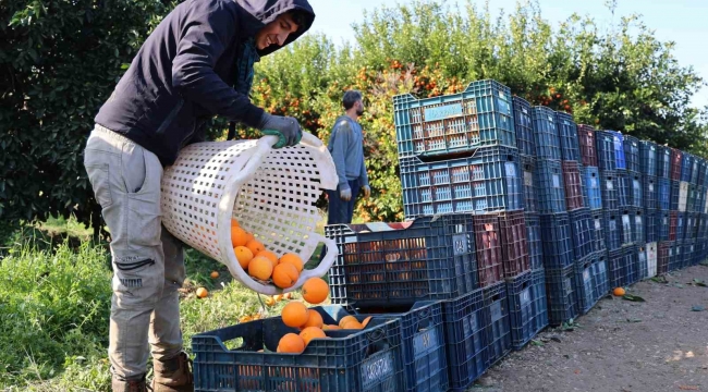 Adana'da budama işçilerine günlük 750 lira yevmiye