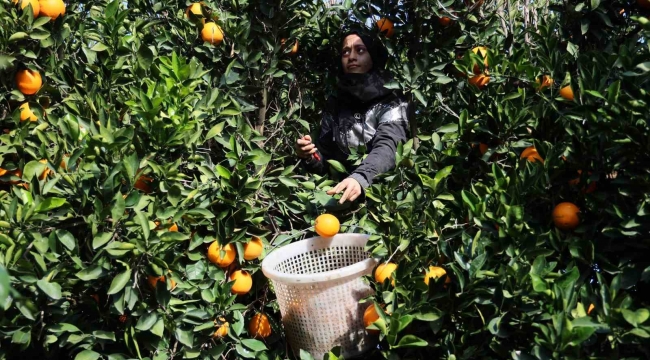 Adana'da yetişen portakallar dünyanın dört bir yanına ihraç ediliyor