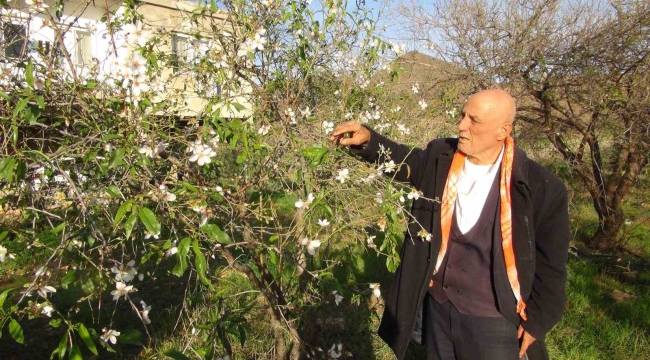Mersin'de badem ağaçları çiçek açtı