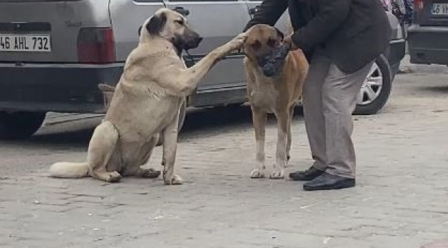 Yaşlı vatandaşın sokak köpekleri ile diyaloğu ilgi çekti