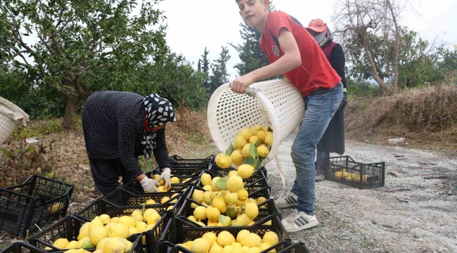 200 bin ton rekolte beklenen limonda çiftçiye önemli destek