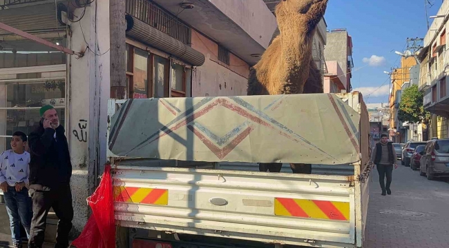 Adana'da deve kesilmekten son anda kurtarıldı