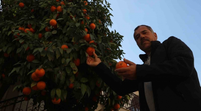 Çocuk seslerinin yerini iş makinesi seslerinin aldığı enkaz kentte, evlerin bahçelerindeki narenciyeler dallarda kaldı