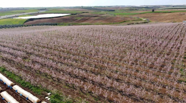 Erken açan şeftali çiçekleri görsel şölen sundu