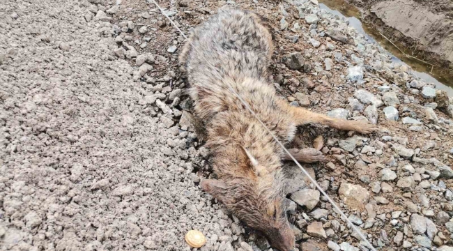 Kahramanmaraş'ta yaralı çakal kurtarıldı