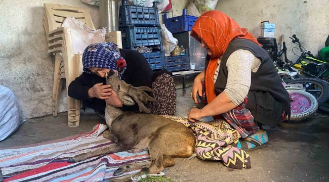 Köpeklerin saldırdığı karacaya aile şefkati