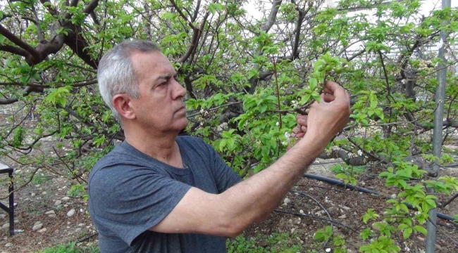Mersin'de erik bahçeleri meyve vermeye başladı