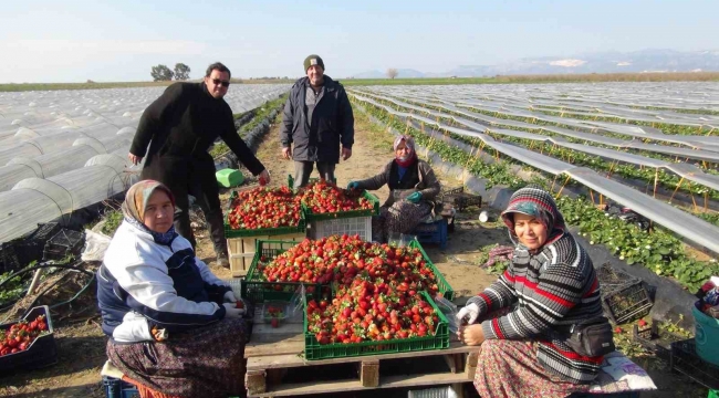 Mersin'de örtü altında çilek hasadı sürüyor