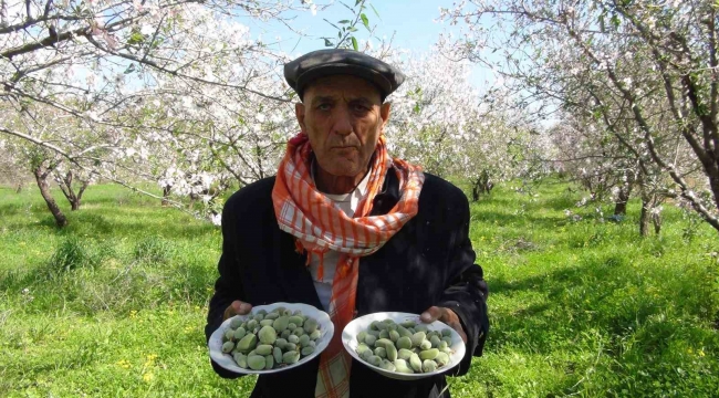 Türkiye'nin ilk badem çağlası hasadı Mersin'de yapıldı