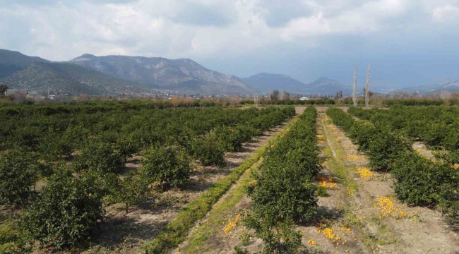 Adana'da para etmeyen narenciye bahçede kaldı