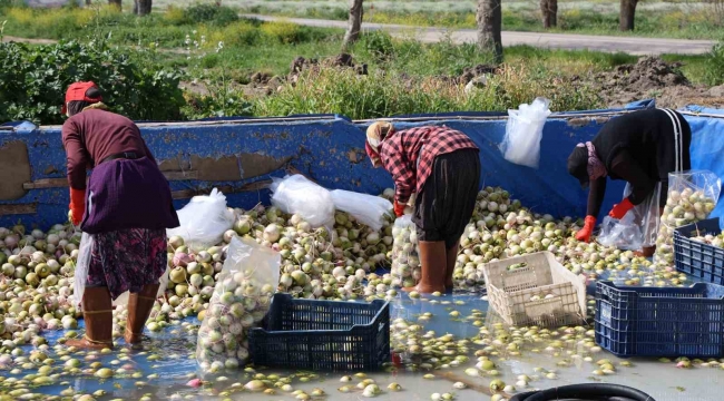 Adana'da yetişen turp, pırasa ve ıspanaklar deprem bölgesi Malatya'dan talep görüyor