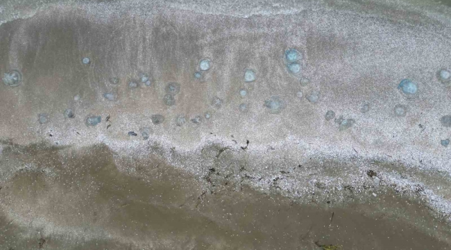 Akdeniz sahillerinde denizanası istilası devam ediyor, Burnaz sahili de denizanalarıyla kaplandı