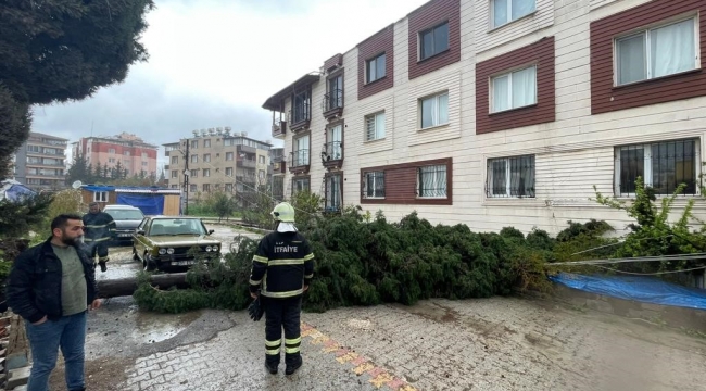 Antakya'da kuvvetli fırtına ağacı yola devirdi