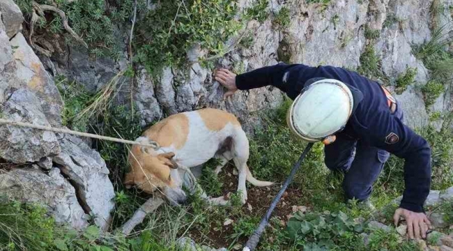 Antakya'da uçurumda mahsur kalan köpek kurtarıldı