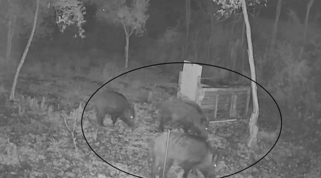 Arı kovanları arasında gezintiye çıkan domuzlar, güvenlik kamerasına yakalandı
